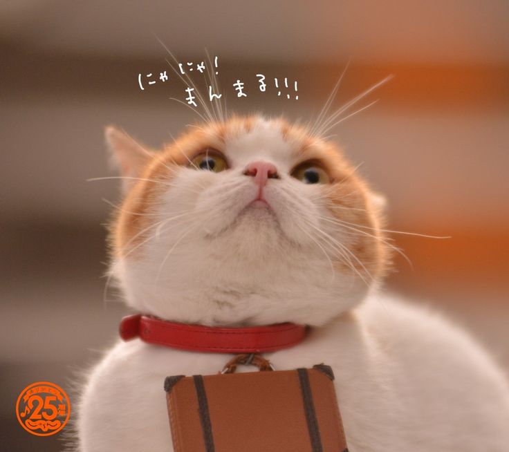 つかさ 写メ日記 11/7(金) 00:27