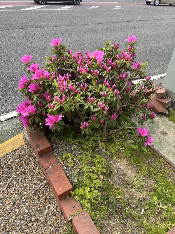 あおい 写メ日記 4/29(火) 14:57