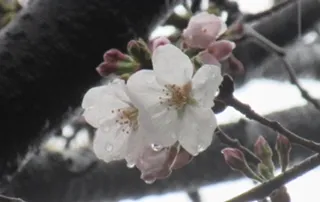 写メ日記 れい 4/12(日) 16:10