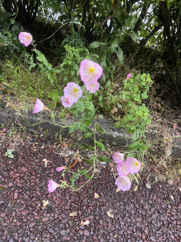ふうか 写メ日記 5/24(土) 14:53