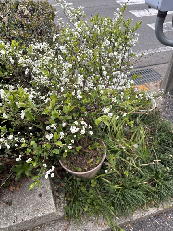 さく 写メ日記 3/31(月) 15:05