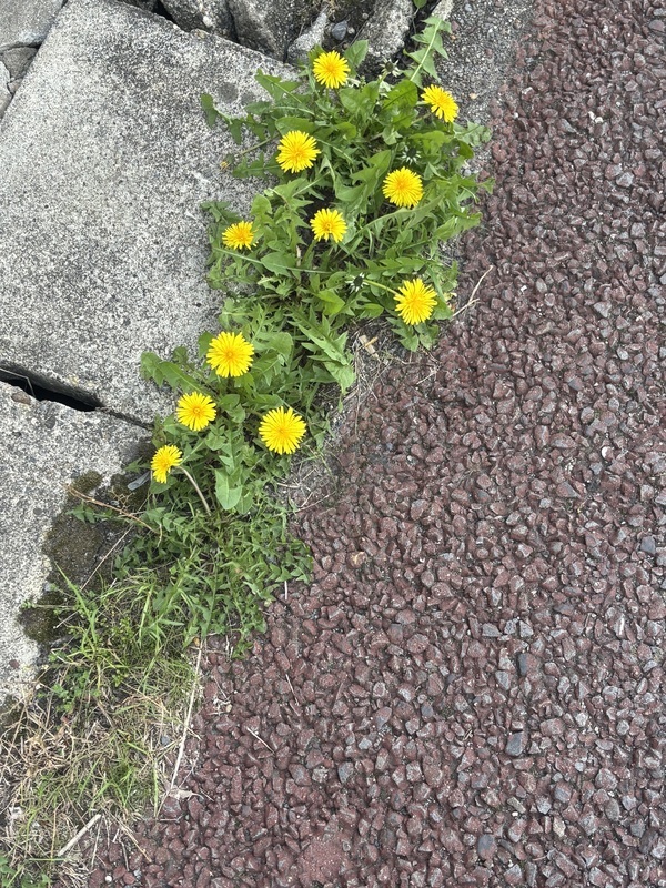 さく 写メ日記 4/9(水) 15:04