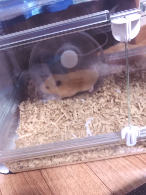 らん 写メ日記 6/7(土) 14:53
