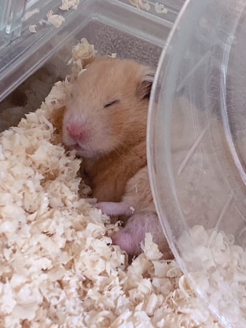 らん 写メ日記 9/9(火) 05:30