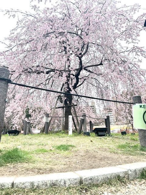 りく 写メ日記 4/2(水) 14:32