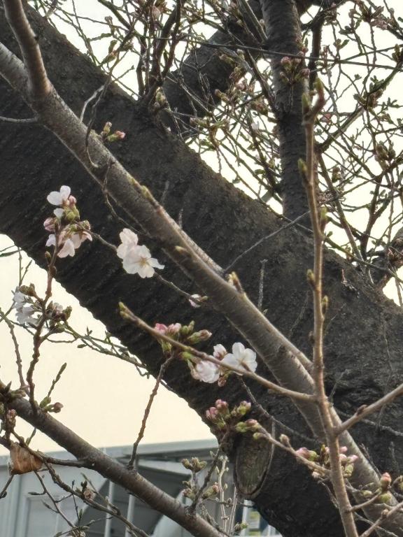 ゆい 写メ日記 3/26(水) 18:08