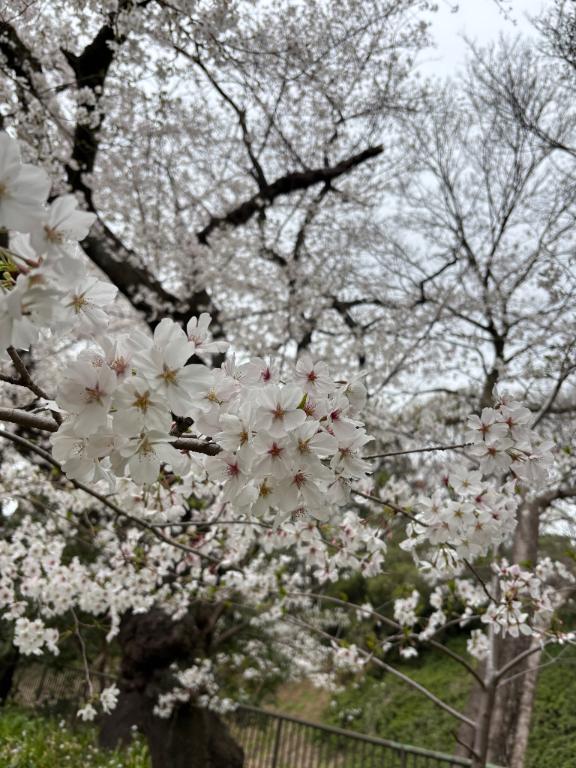 ゆい 写メ日記 4/2(水) 16:10