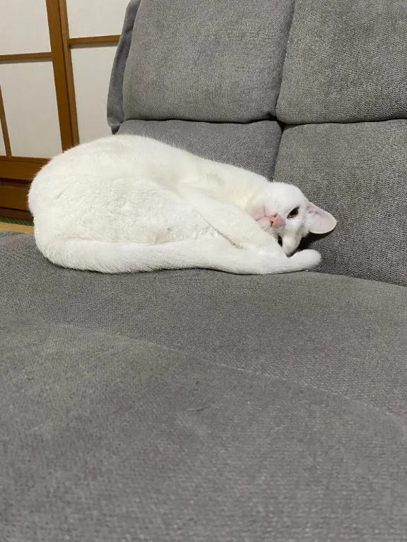 写メ日記 くいん 2/8(日) 22:28