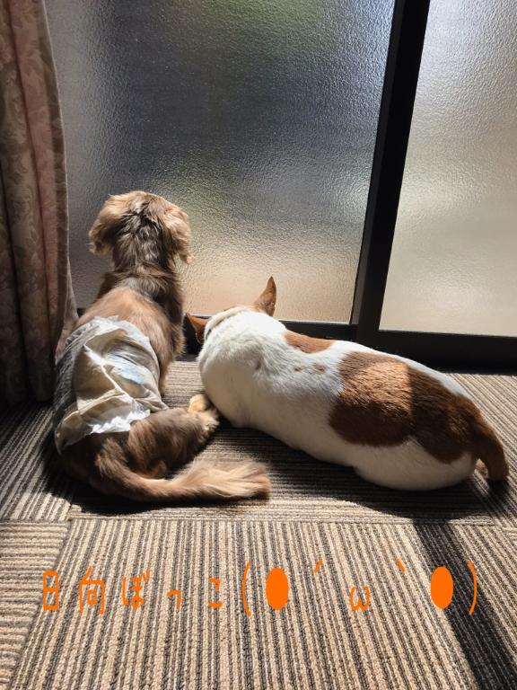 ちふゆ 写メ日記 12/2(火) 08:58