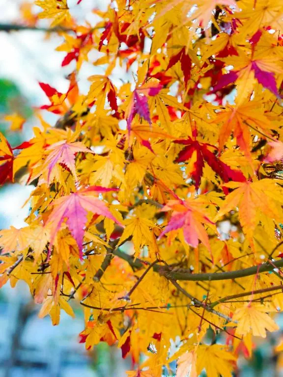 写メ日記 新人かえで 12/13(土) 17:39