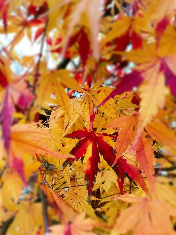 写メ日記 新人かえで 12/14(日) 14:13