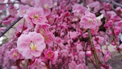 ほのか 写メ日記 3/23(日) 07:02