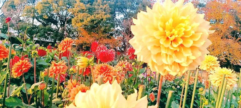 写メ日記 ほのか 11/30(日) 21:01