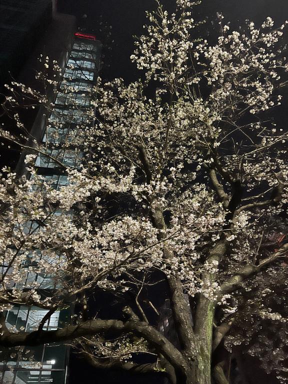 ほのか 写メ日記 3/31(月) 08:07