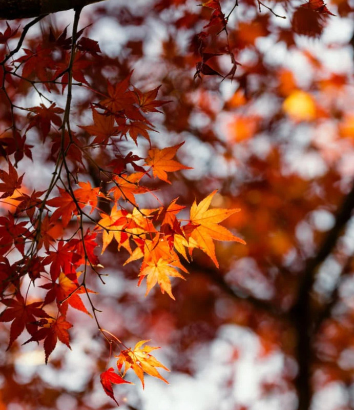 多田朱美 写メ日記 10/30(木) 21:58