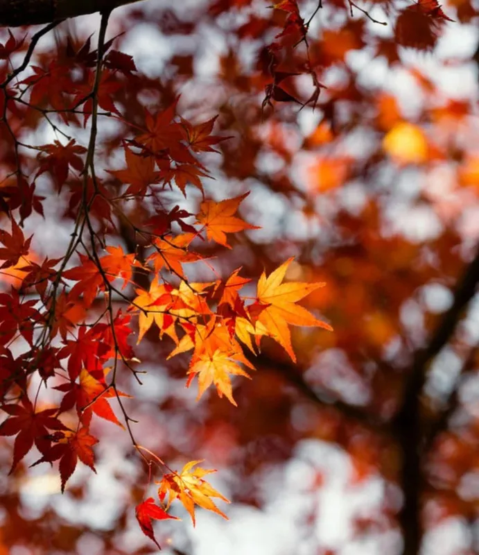 写メ日記 多田朱美 10/30(木) 21:58