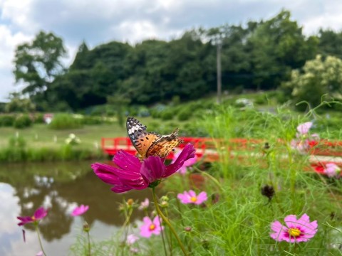大島かおり 写メ日記 8/6(水) 19:18