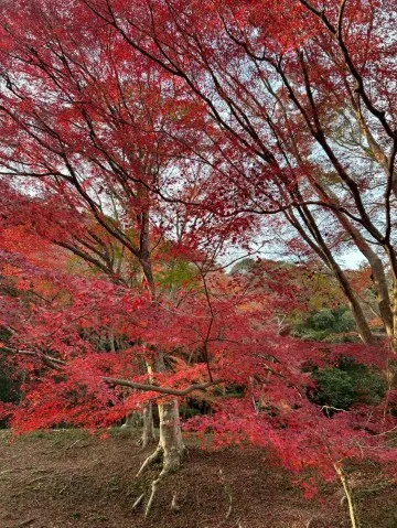 写メ日記 大島かおり 12/3(水) 09:38