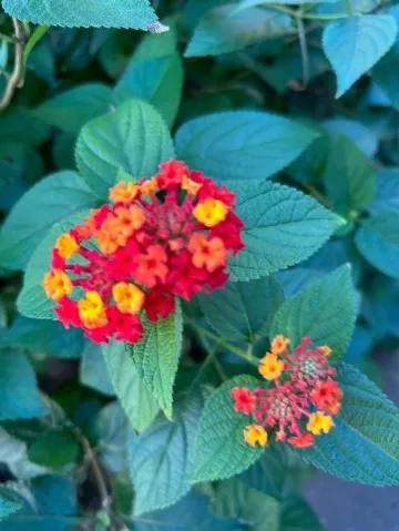 写メ日記 大島かおり 1/20(火) 09:34