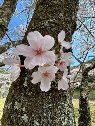 写メ日記 大島かおり 4/14(火) 09:50