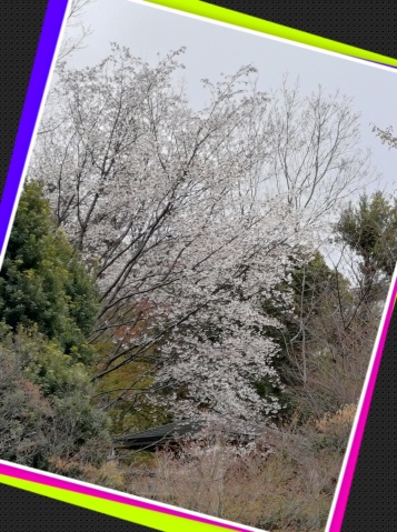 池畑美香 写メ日記 4/7(月) 09:48