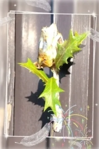 写メ日記 木佐貫あかね 2/3(火) 17:38