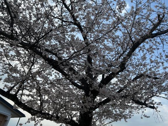 さら 写メ日記 4/8(火) 18:04