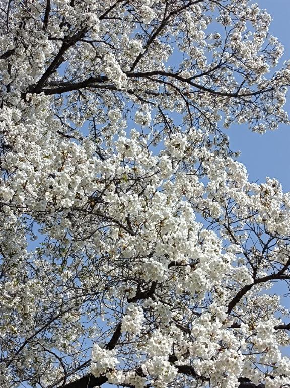 ほのか 写メ日記 4/9(水) 09:36