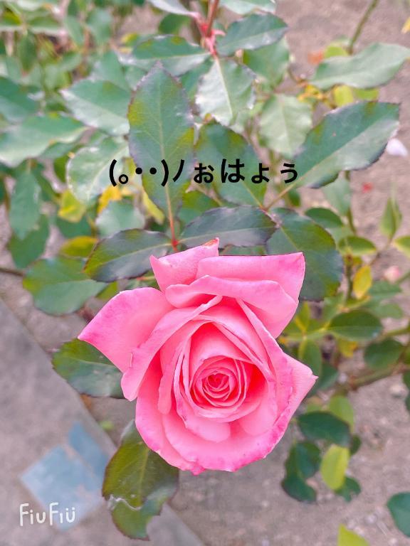 すみ 写メ日記 6/25(水) 06:44
