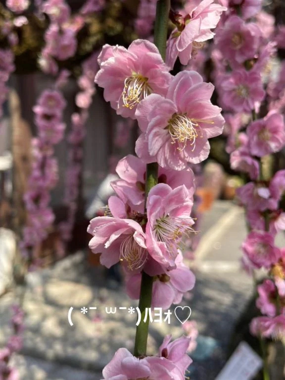 すみ 写メ日記 9/30(火) 06:44