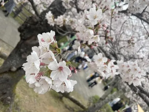 写メ日記 ななこ 3/29(日) 23:24