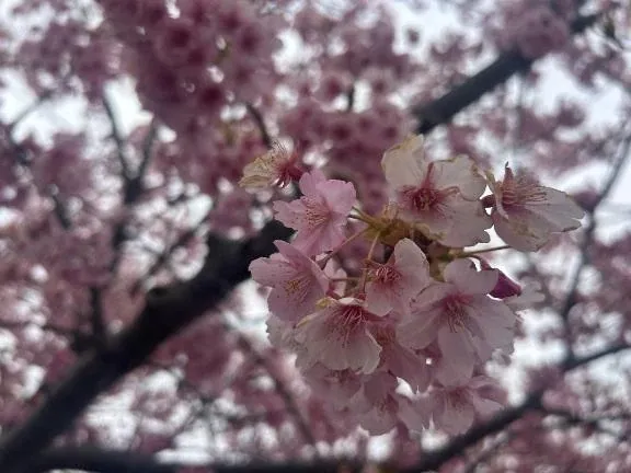 写メ日記 まこ 3/25(水) 17:24