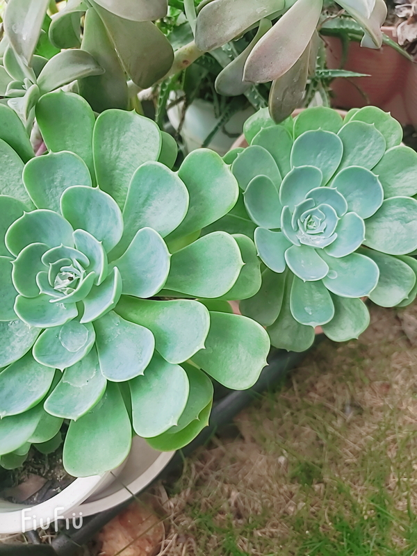 りか 写メ日記 12/1(月) 10:18