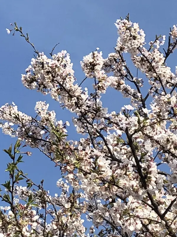 写メ日記 まい 4/9(木) 13:35