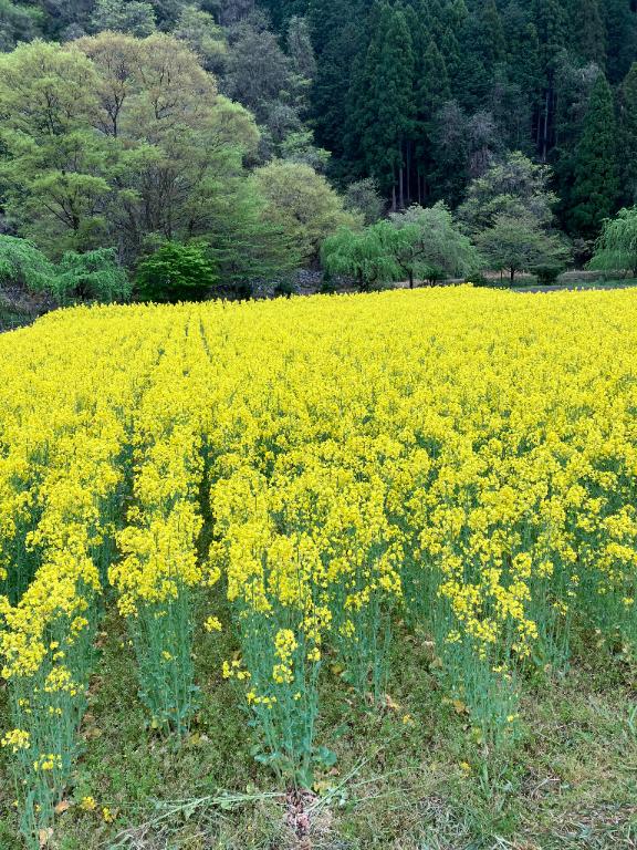 桜井架純 写メ日記 5/6(火) 13:49