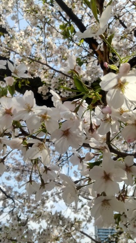 市川ゆき 写メ日記 4/6(日) 11:02