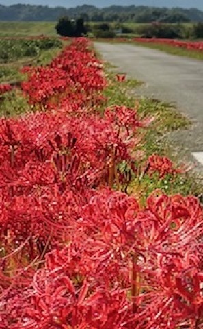 川嶋れい 写メ日記 10/2(木) 08:56