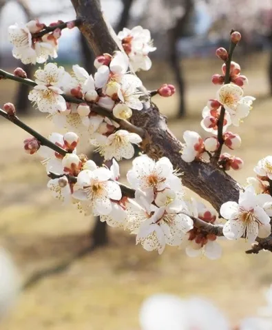 写メ日記 川嶋れい 2/22(日) 10:54