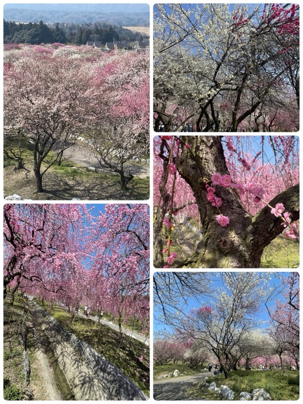 一色まゆみ 写メ日記 3/24(月) 07:48
