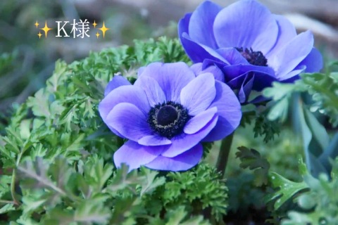 小山真帆 写メ日記 3/13(木) 21:02