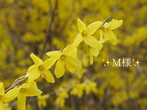 小山真帆 写メ日記 3/22(土) 21:00