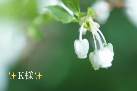 小山真帆 写メ日記 4/14(月) 16:46