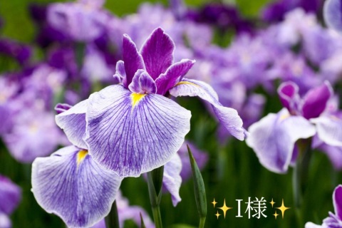 小山真帆 写メ日記 5/3(土) 22:14