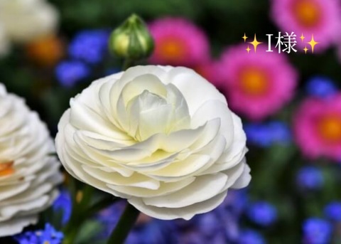 小山真帆 写メ日記 5/25(日) 22:50