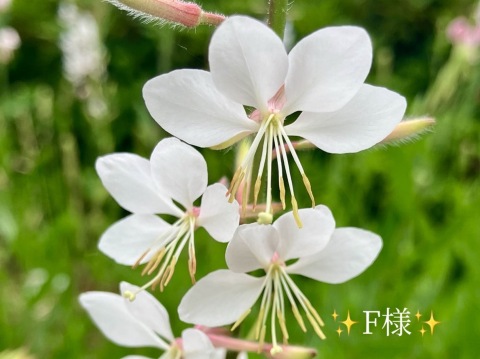 小山真帆 写メ日記 6/9(月) 18:34