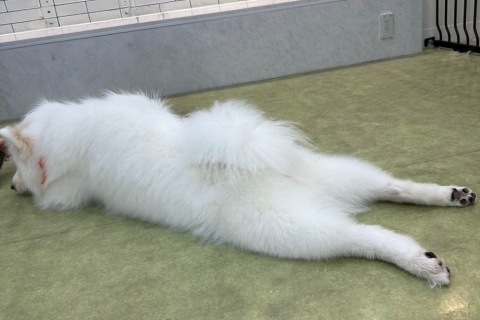 小山真帆 写メ日記 6/14(土) 09:30