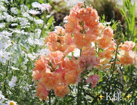 小山真帆 写メ日記 7/3(木) 18:58