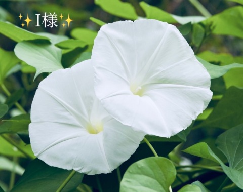 小山真帆 写メ日記 9/6(土) 08:20