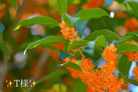 小山真帆 写メ日記 9/30(火) 17:06