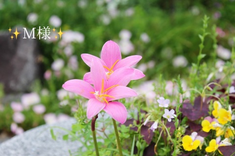 小山真帆 写メ日記 9/30(火) 17:36